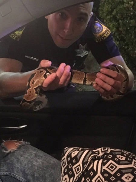 Будни полицейских (29 фото) Будни полицейских (29 фото)