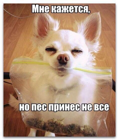 Новые прикольные фотомемы (17 шт) Новые прикольные фотомемы (17 шт)