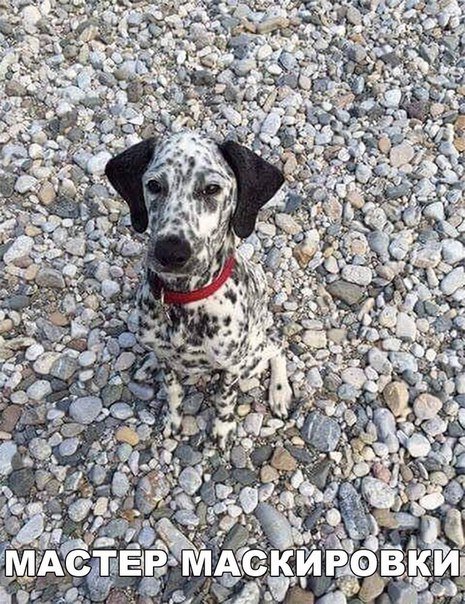 Прикольные фотомемы (25 шт) Прикольные фотомемы (25 шт)