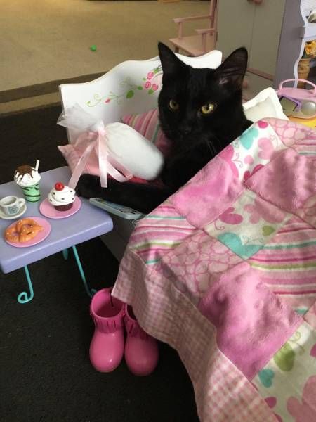 Прикольные картинки дня (43 шт) Прикольные картинки дня (43 шт)