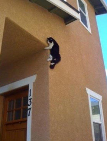 Кошки-экстремалы во время занятий любимым видом спорта (10 фото) Кошки-экстремалы во время занятий любимым видом спорта (10 фото)