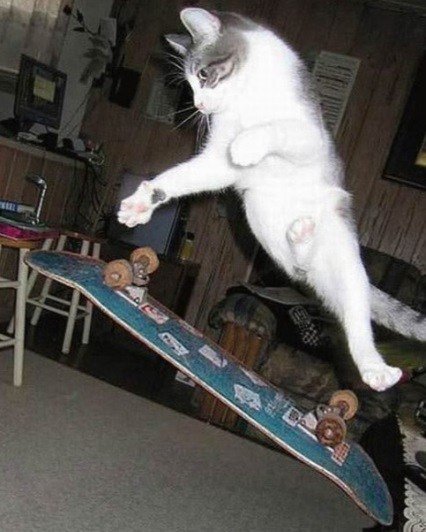 Кошки-экстремалы во время занятий любимым видом спорта (10 фото) Кошки-экстремалы во время занятий любимым видом спорта (10 фото)