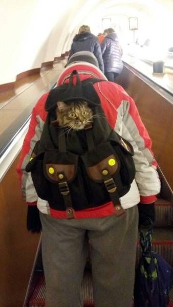 Подборка прикольных картинок и фото (40 шт) Подборка прикольных картинок и фото (40 шт)