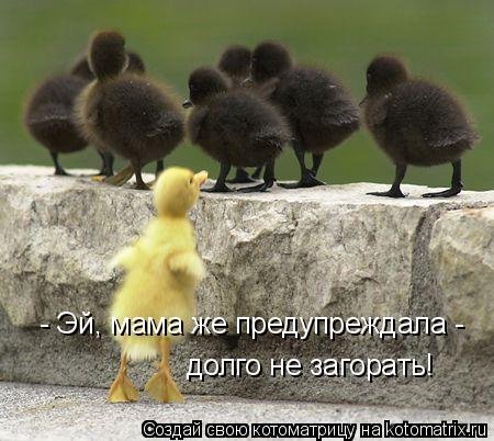 Детская котоматрица (17 шт) Детская котоматрица (17 шт)