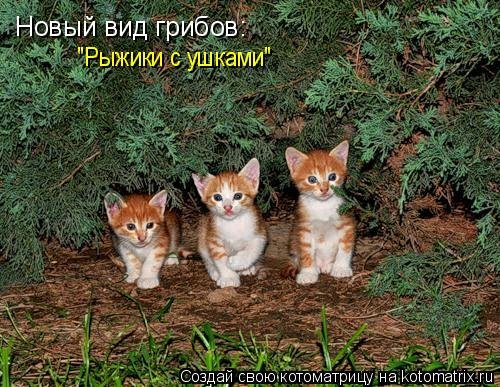 Детская котоматрица (17 шт) Детская котоматрица (17 шт)