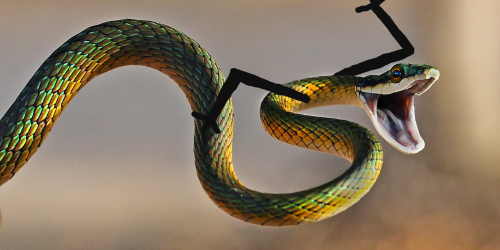 Новый смешной фотомем: змеи с руками (13 фото)