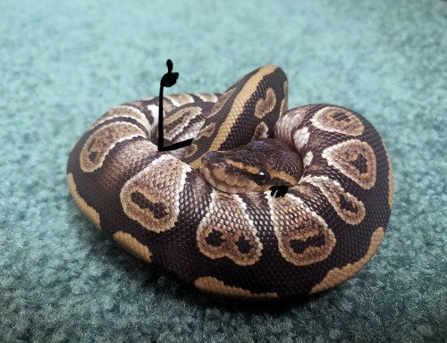 Новый смешной фотомем: змеи с руками (13 фото) Новый смешной фотомем: змеи с руками (13 фото)