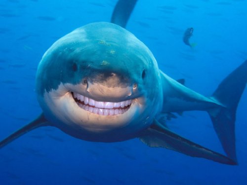Акулы с человеческими зубами (15 фото)