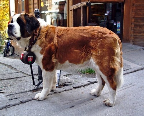 Топ-25: самые любопытные факты про поисково-спасательных собак