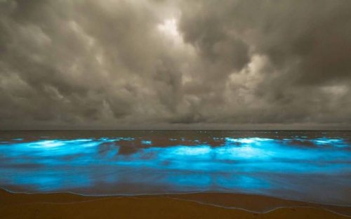 Светящаяся вода на побережье Тасмании (7 фото)
