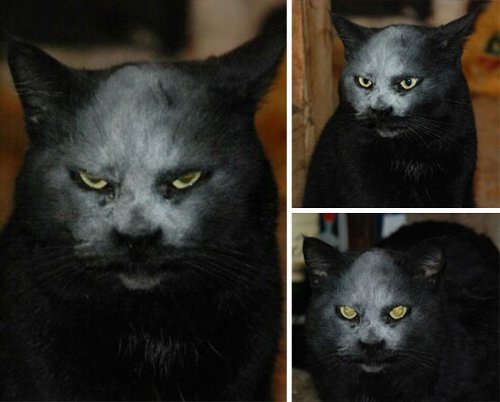 Фотографии, доказывающие, что кошки — это настоящие демоны, которые пытаются захватить этот мир! (29 фото)