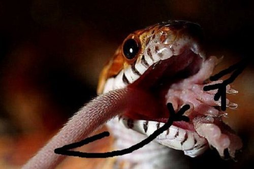 Новый смешной фотомем: змеи с руками (13 фото)