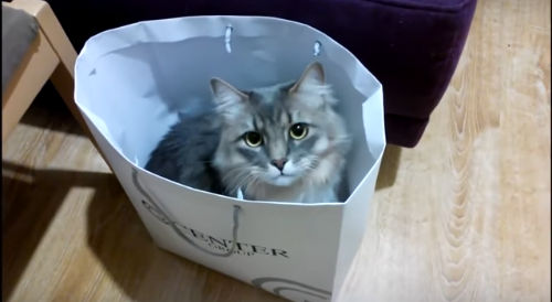 Крыса принимает душ + кот Масик и кошки (2 видео)