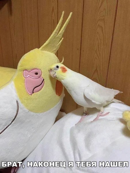 Прикольные фотомемы на Бугаге (21 шт) Прикольные фотомемы на Бугаге (21 шт)