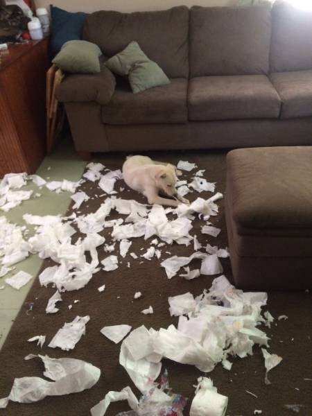 Почему домашних животных нельзя оставлять дома одних (26 фото) Почему домашних животных нельзя оставлять дома одних (26 фото)