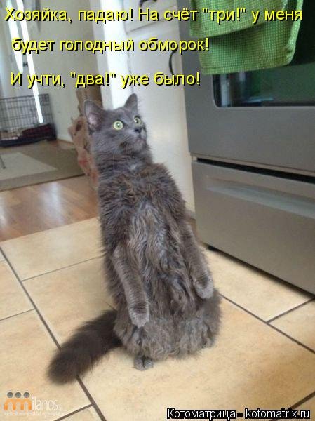 Свежая котоматрица для всех (20 шт) Свежая котоматрица для всех (20 шт)