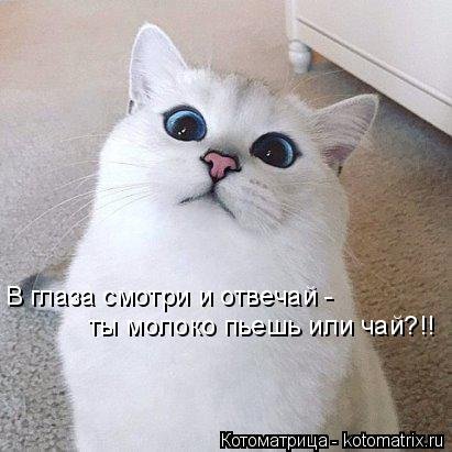 Свежая котоматрица для всех (20 шт) Свежая котоматрица для всех (20 шт)