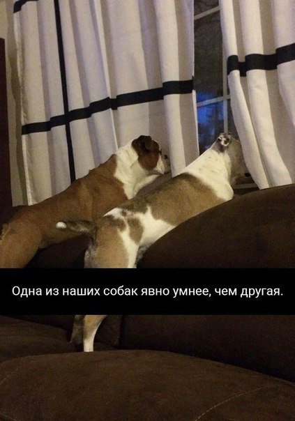 Прикольные фотомемы (28 шт) Прикольные фотомемы (28 шт)