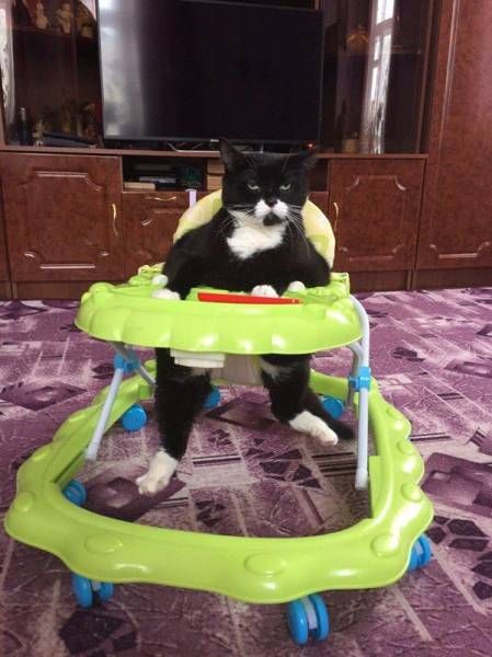 Прикольные картинки дня (30 шт) Прикольные картинки дня (30 шт)