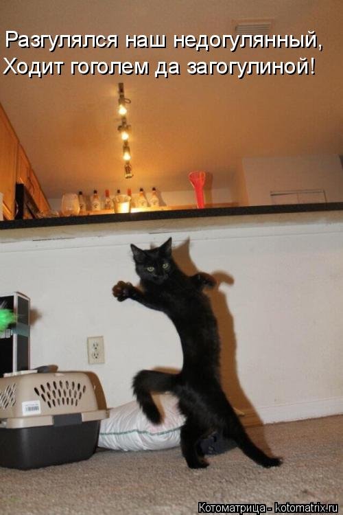 Новая котоматрица (26 шт) Новая котоматрица (26 шт)