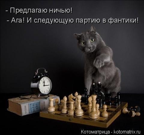 Новая котоматрица (26 шт) Новая котоматрица (26 шт)