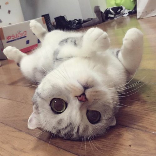 Кошка Хана с большими глазами, взявшая Instagram штурмом (24 фото)