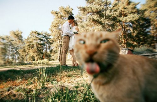 Весёлые фотобомбы с кошками (34 фото)