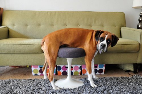 Фотоприколы про непростые взаимоотношения между животными и мебелью (17 фото)