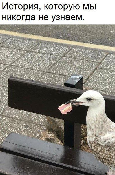 Прикольные фотомемы для всех (22 шт) Прикольные фотомемы для всех (22 шт)