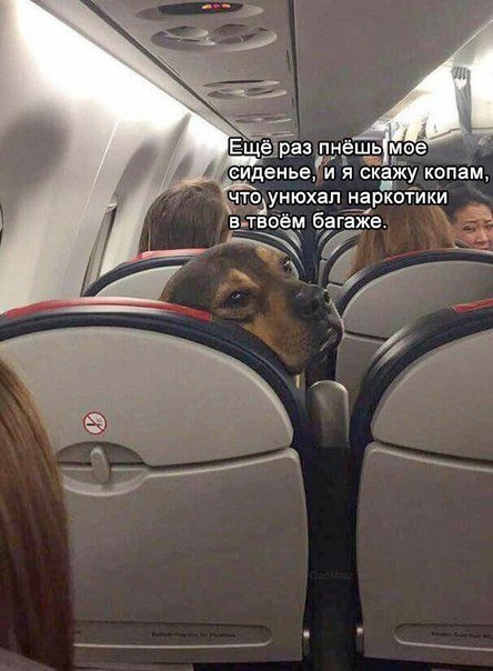 Прикольные фотомемы для всех (22 шт) Прикольные фотомемы для всех (22 шт)