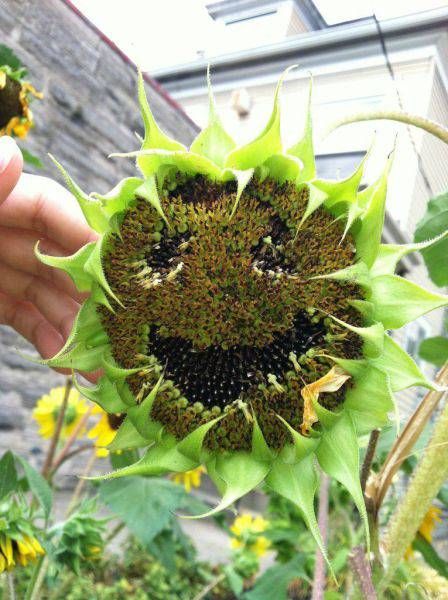 Прикольные картинки для всех (47 шт) Прикольные картинки для всех (47 шт)