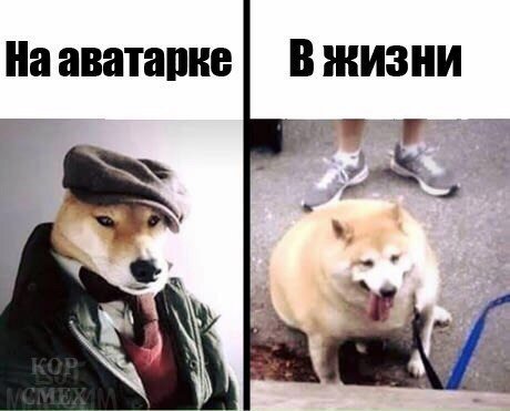 Новые прикольные фотомемы (30 шт) Новые прикольные фотомемы (30 шт)