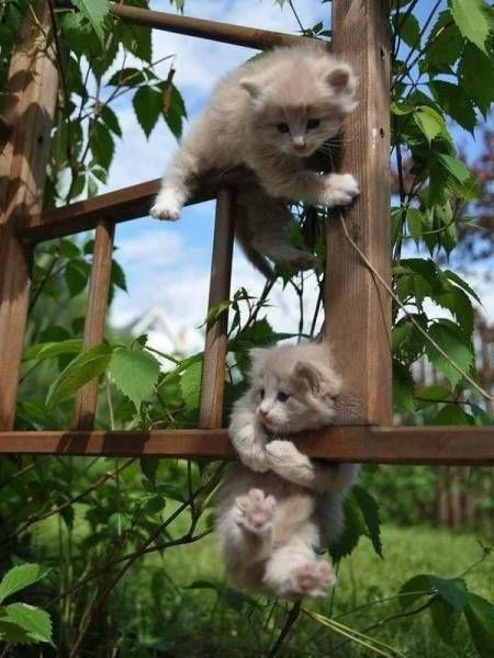 Прикольные картинки для всех (50 шт) Прикольные картинки для всех (50 шт)