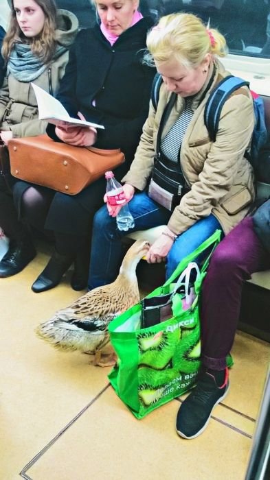 Странные и необычные пассажиры в метро (22 фото) Странные и необычные пассажиры в метро (22 фото)