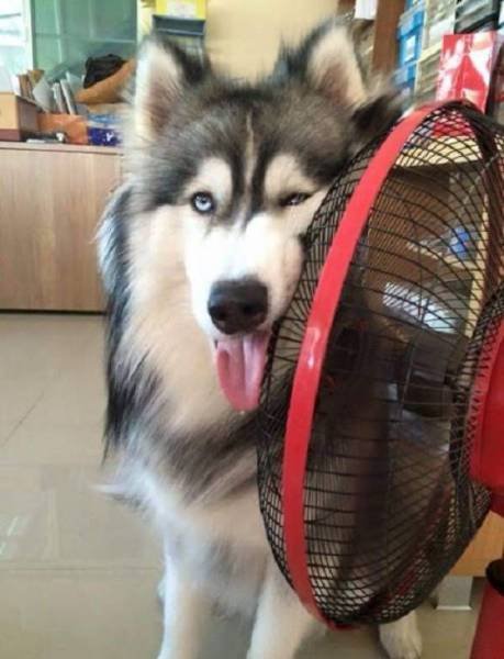 Летние будни в прикольных картинках (36 фото) Летние будни в прикольных картинках (36 фото)