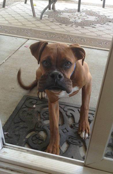 Собаки-вояки, проигравшие битву с пчёлами (25 фото) Собаки-вояки, проигравшие битву с пчёлами (25 фото)