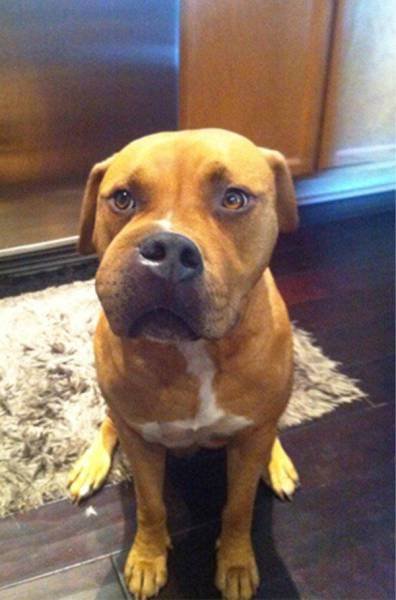 Собаки-вояки, проигравшие битву с пчёлами (25 фото) Собаки-вояки, проигравшие битву с пчёлами (25 фото)