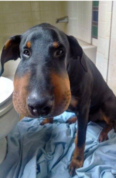 Собаки-вояки, проигравшие битву с пчёлами (25 фото) Собаки-вояки, проигравшие битву с пчёлами (25 фото)