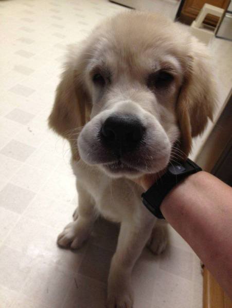 Собаки-вояки, проигравшие битву с пчёлами (25 фото) Собаки-вояки, проигравшие битву с пчёлами (25 фото)