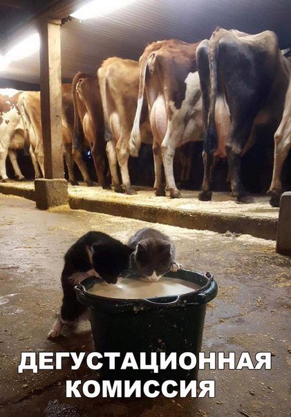 Новые фотомемы на Бугаге (26 шт) Новые фотомемы на Бугаге (26 шт)