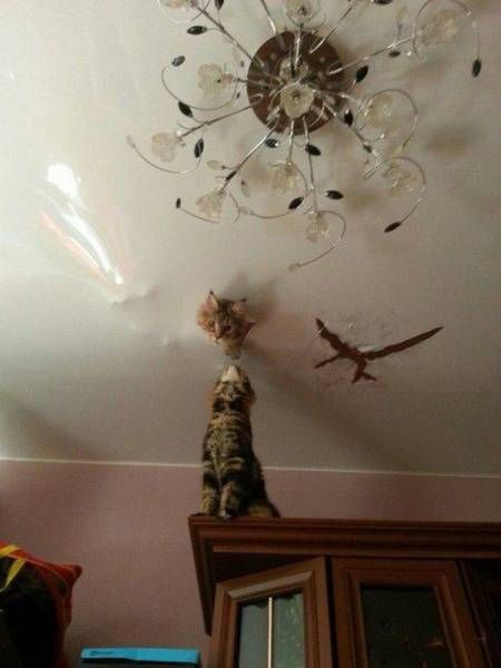 Прикольные картинки дня (50 шт) Прикольные картинки дня (50 шт)