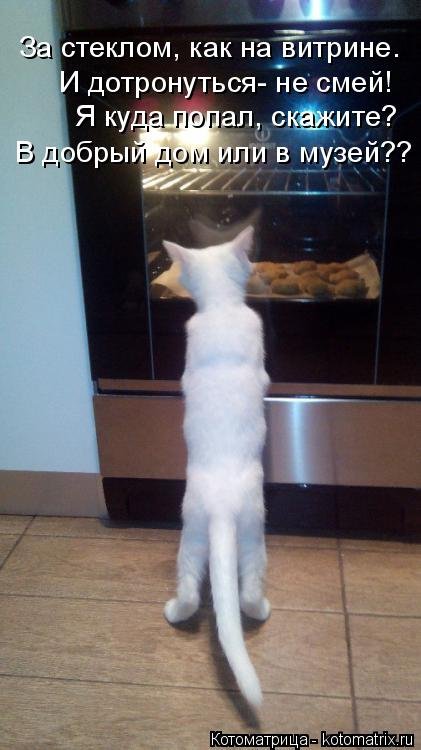 Новая котоматрица для всех (20 шт) Новая котоматрица для всех (20 шт)