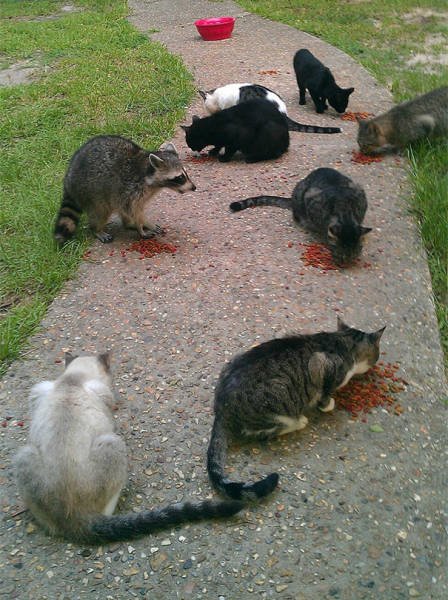 Что-то здесь не так (37 фото) Что-то здесь не так (37 фото)