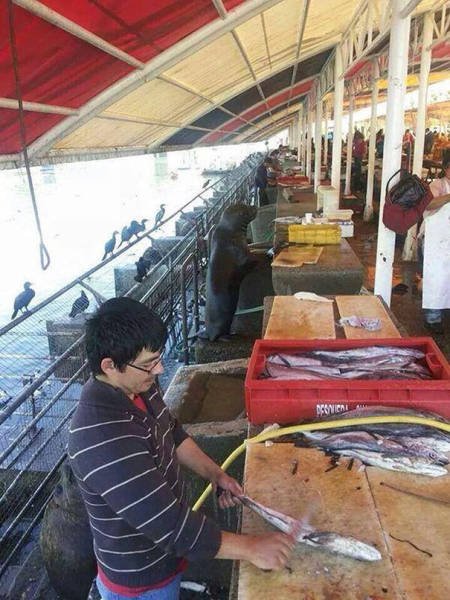 Что-то здесь не так (37 фото) Что-то здесь не так (37 фото)