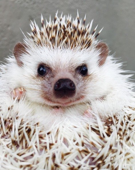 Очаровательные ёжики, которые вызовут вашу улыбку (26 фото) Очаровательные ёжики, которые вызовут вашу улыбку (26 фото)