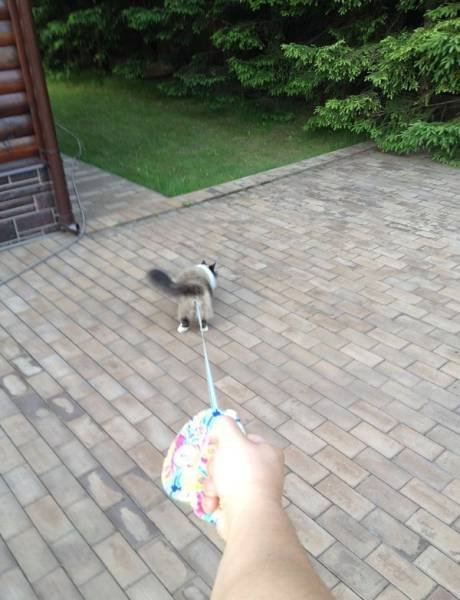 Оказалось, показалось… (39 фото) Оказалось, показалось… (39 фото)