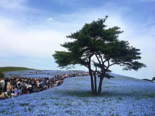 Приморский парк Хитачи расцвёл голубым цветом (13 фото)