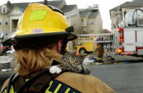 Пожарные спасают жизнь каждого живого существа (38 фото)