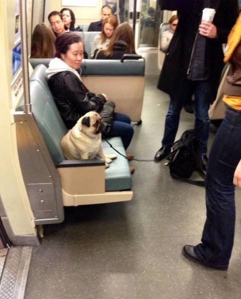 Странные пассажиры в общественном транспорте (17 фото) Странные пассажиры в общественном транспорте (17 фото)