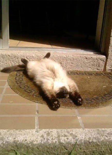 Прелестные кошки, которые по-настоящему умеют наслаждаться солнцем. Часть I (26 фото) Прелестные кошки, которые по-настоящему умеют наслаждаться солнцем. Часть I (26 фото)